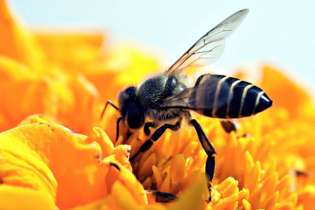 Fête du miel et des abeilles Toulouse