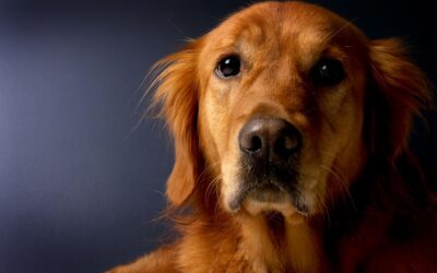 Participer à l’éducation d’un chien guide